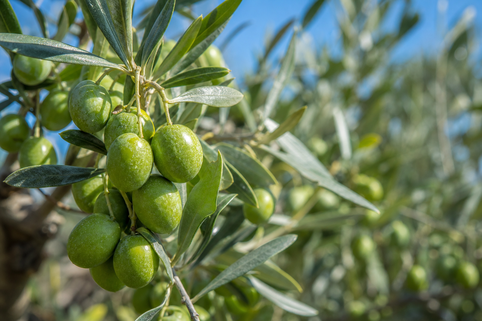 olive ingredient