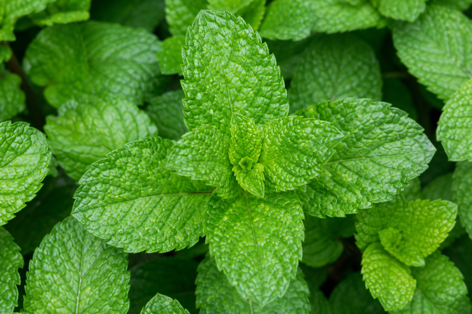 peppermint ingredient